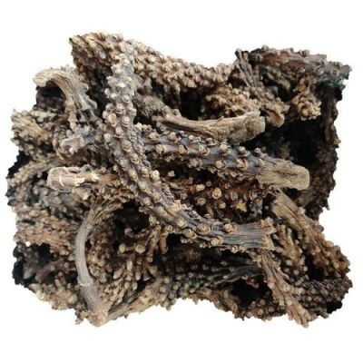 虎鞭草价格（虎鞭草的用途）
