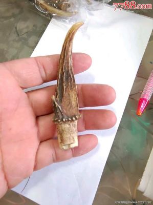 麂子角的价格的简单介绍-图3 麂子角的价格的简单介绍-图3
