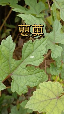古步藤价格（古藤的功效与作用）