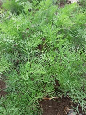 麦蒿籽价格(麦蒿种子的价格)-图3 麦蒿籽价格(麦蒿种子的价格)-图3