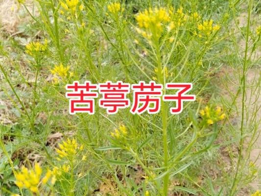 麦蒿籽价格(麦蒿种子的价格)-图2 麦蒿籽价格(麦蒿种子的价格)-图2
