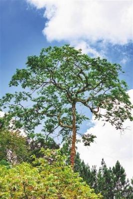 黄蕊木价格(黄心木材是什么树)-图3 黄蕊木价格(黄心木材是什么树)-图3