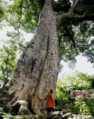 黄蕊木价格(黄心木材是什么树)-图2 黄蕊木价格(黄心木材是什么树)-图2