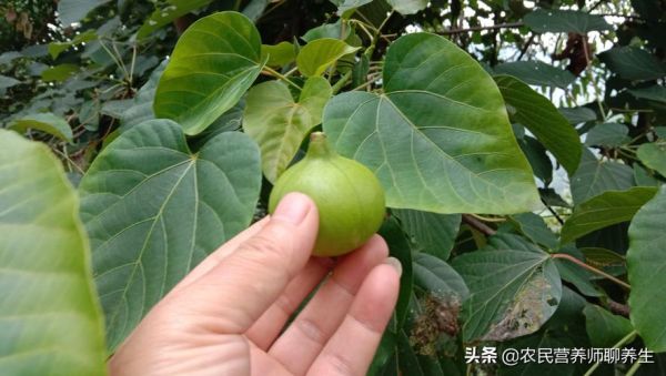 红桐树价格(红桐树的功效与作用)-图3 红桐树价格(红桐树的功效与作用)-图3