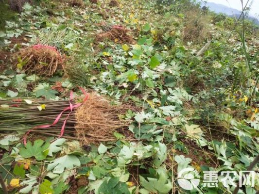 红桐树价格(红桐树的功效与作用)-图2 红桐树价格(红桐树的功效与作用)-图2