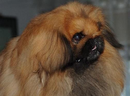 鹰叭犬价格（鹰叭犬和京巴犬）