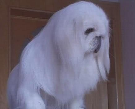 鹰叭犬价格(鹰叭犬和京巴犬)-图3 鹰叭犬价格(鹰叭犬和京巴犬)-图3