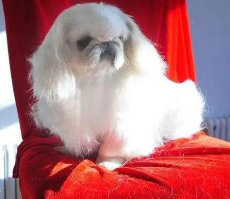 鹰叭犬价格(鹰叭犬和京巴犬)-图2 鹰叭犬价格(鹰叭犬和京巴犬)-图2