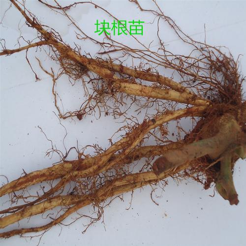 葛苗价格(葛根种子价格)-图2 葛苗价格(葛根种子价格)-图2