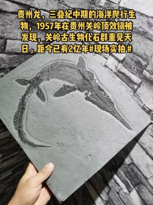 胡氏贵州龙化石价格(贵州 龙 化石)-图3 胡氏贵州龙化石价格(贵州 龙 化石)-图3