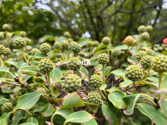 四照花价格(四照花树价格)-图2 四照花价格(四照花树价格)-图2