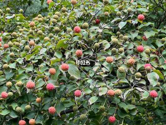 四照花价格(四照花树价格)-图3 四照花价格(四照花树价格)-图3