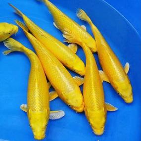 黄鲤的价格（黄鲤鱼图片）