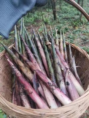 方竹苗价格(方竹产量)-图2 方竹苗价格(方竹产量)-图2