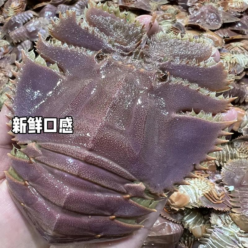 九扇虾价格(九齿扇虾营养价值)-图3 九扇虾价格(九齿扇虾营养价值)-图3