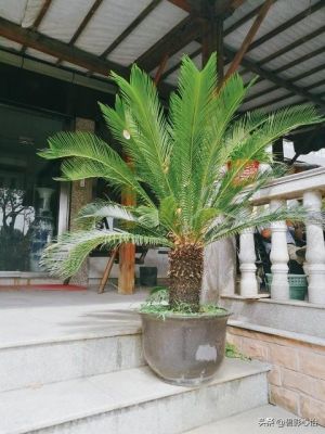 碗口大的铁树价格(大铁树值钱吗)-图3 碗口大的铁树价格(大铁树值钱吗)-图3