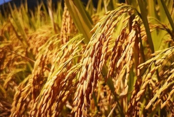 胭脂稻价格(胭脂稻大米)-图2 胭脂稻价格(胭脂稻大米)-图2
