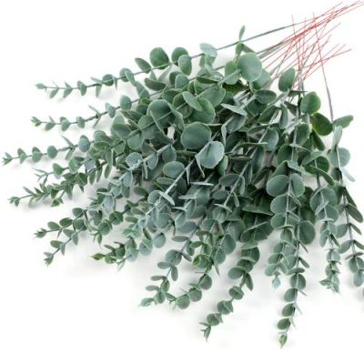 尤加利茶价格(尤加利茶的功效与作用)-图2 尤加利茶价格(尤加利茶的功效与作用)-图2