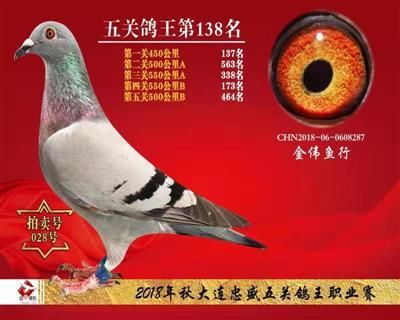 金伟展价格（金伟鱼行展厅）