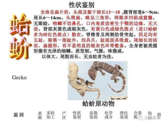 活蛤蚧价格的简单介绍-图2 活蛤蚧价格的简单介绍-图2
