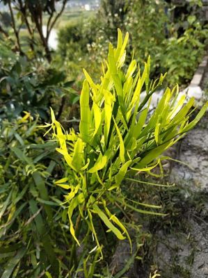 竹儿王价格(中草药竹儿王)-图2 竹儿王价格(中草药竹儿王)-图2