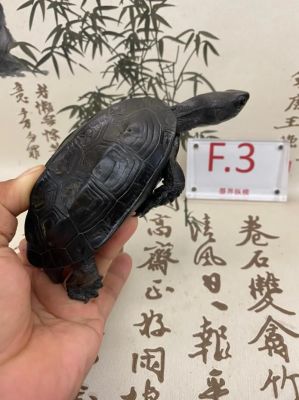2016墨龟价格(墨龟价格表)-图3 2016墨龟价格(墨龟价格表)-图3