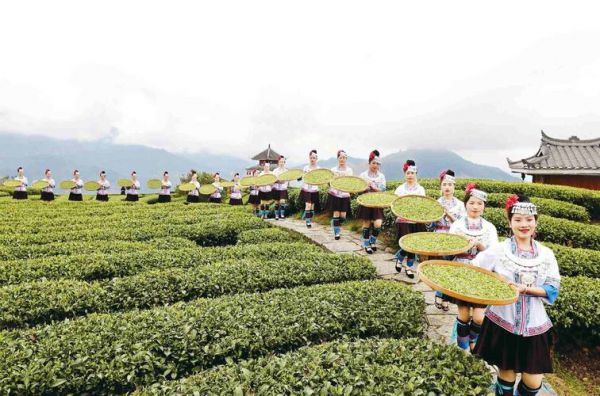 布央茶价格（布央茶园茶叶品种）