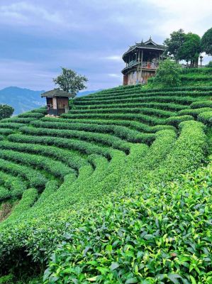 布央茶价格(布央茶园茶叶品种)-图2 布央茶价格(布央茶园茶叶品种)-图2
