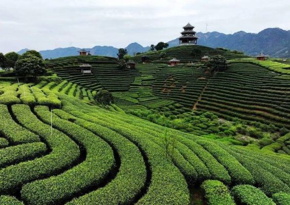 布央茶价格(布央茶园茶叶品种)-图3 布央茶价格(布央茶园茶叶品种)-图3