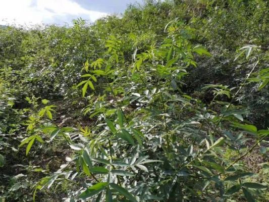 九叶茶价格(九叶青价格)-图2 九叶茶价格(九叶青价格)-图2