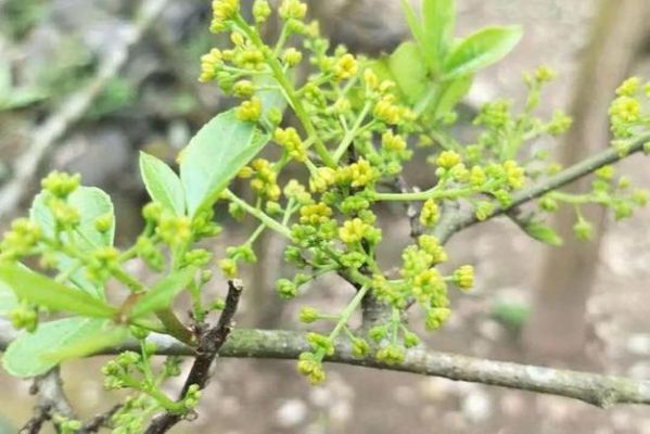 九叶茶价格(九叶青价格)-图3 九叶茶价格(九叶青价格)-图3