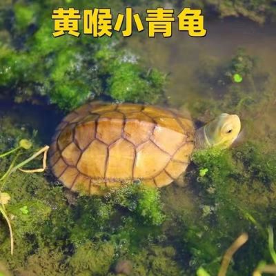 北喉价格(北喉龟百度百科)-图2 北喉价格(北喉龟百度百科)-图2