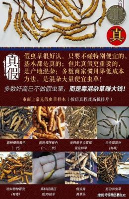 食虫草价格的简单介绍-图3 食虫草价格的简单介绍-图3