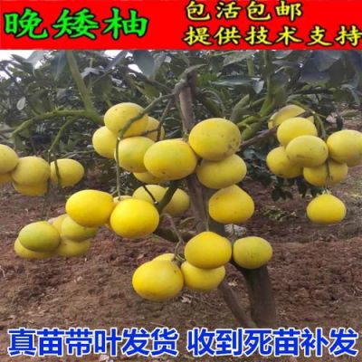 矮晚柚树苗价格(四川红心矮晚柚种苗)-图2 矮晚柚树苗价格(四川红心矮晚柚种苗)-图2