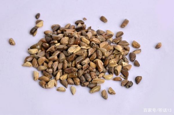 玉蜀价格(玉蜀黍百科)-图2 玉蜀价格(玉蜀黍百科)-图2