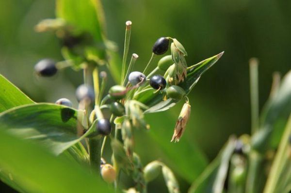 玉蜀价格(玉蜀黍百科)-图3 玉蜀价格(玉蜀黍百科)-图3