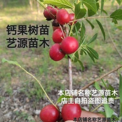 中华钙果苗价格（中华钙果苗价格多少）