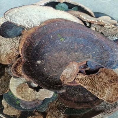 龙眼菌价格（龙眼树菌价钱1斤）