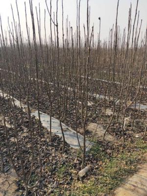 河南金果梨树苗价格(金果梨树苗多少钱一株)-图3 河南金果梨树苗价格(金果梨树苗多少钱一株)-图3