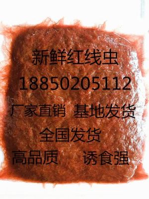 红线虫价格（红线虫批发多少钱一斤）