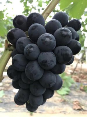 夏音葡萄价格(夏红葡萄价格)-图2 夏音葡萄价格(夏红葡萄价格)-图2