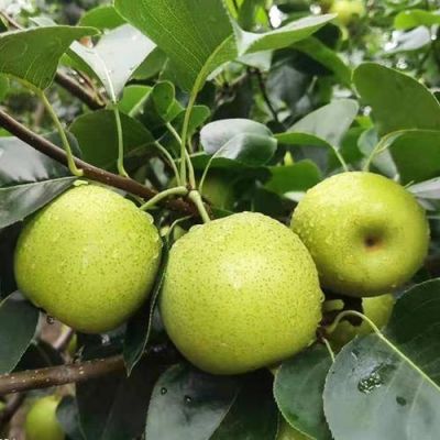 砀山皇冠梨价格（砀山皇冠梨和砀山梨的区别）-图3