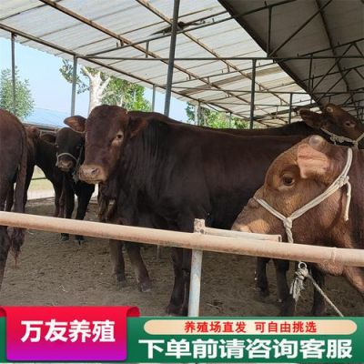 肉牛回收价格(肉牛回收价格行情)-图2 肉牛回收价格(肉牛回收价格行情)-图2