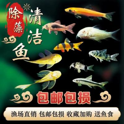 包含熊猫鼠价格的词条-图3 包含熊猫鼠价格的词条-图3