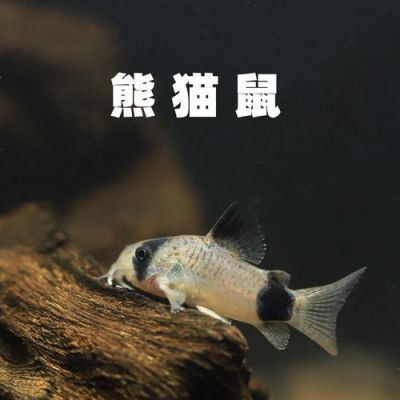 包含熊猫鼠价格的词条