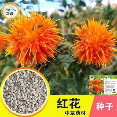 藏红花种子价格（藏红花种子价格表2023）