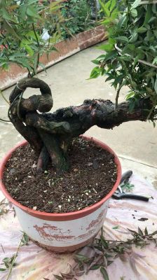 20公分山木香桩价格(山木香桩子)-图2 20公分山木香桩价格(山木香桩子)-图2