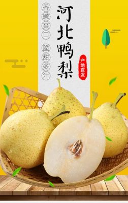 冠县鸭梨价格(冠县鸭梨卖点是什么)-图3 冠县鸭梨价格(冠县鸭梨卖点是什么)-图3