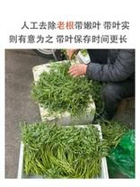 泥蒿价格(泥蒿价格多少)-图2 泥蒿价格(泥蒿价格多少)-图2