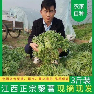 泥蒿价格(泥蒿价格多少)-图3 泥蒿价格(泥蒿价格多少)-图3